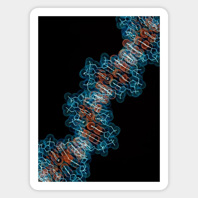 Computer artwork of a segment of beta DNA (G110/0486) Sticker by SciencePhoto